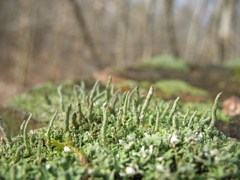 Lichens forestiers 3.3.2013 042